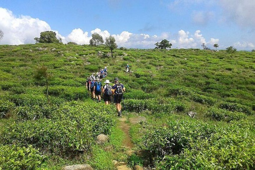 Lipton's Seat and Dambatenna Tea Factory,Trail Amidst Tea Plantation Day Tour