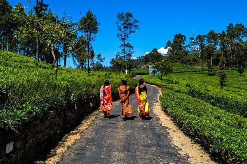 Lipton's Seat and Dambatenna Tea Factory,Trail Amidst Tea Plantation Day Tour