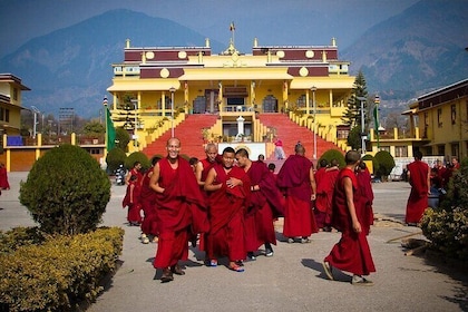Guided Tibetan Culture Walk at Norbulingka & Gyuto Monastery.