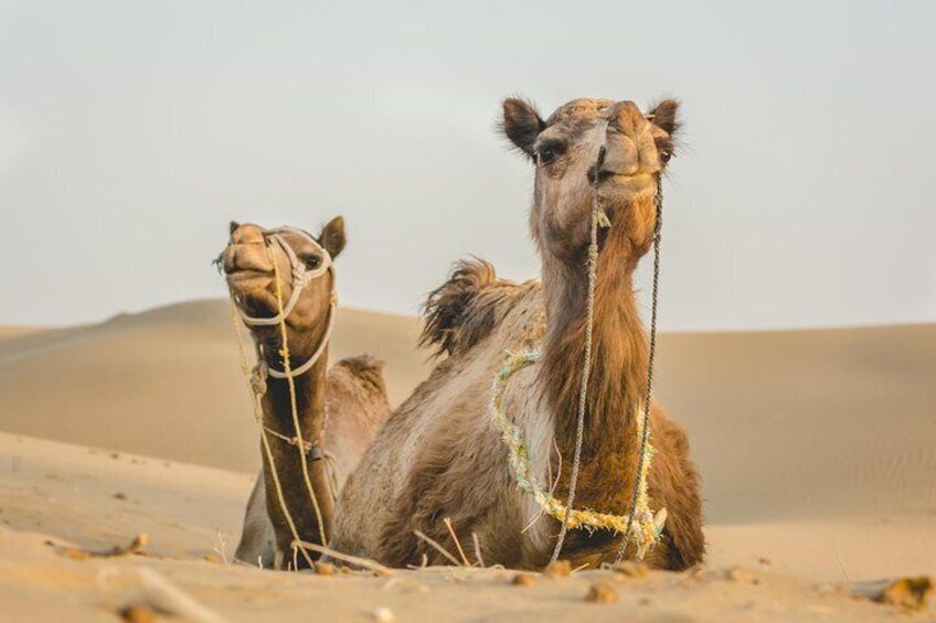 Camels 