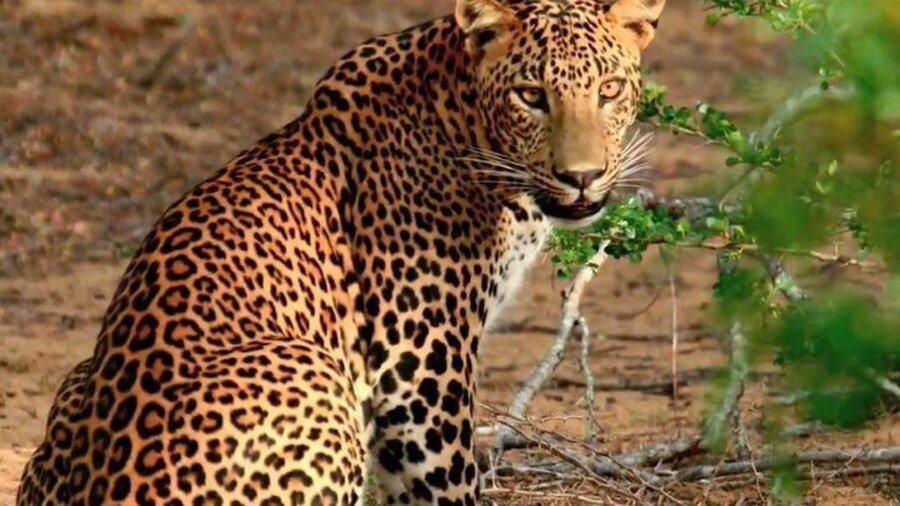 Yala National Park safari from Hikkaduwa