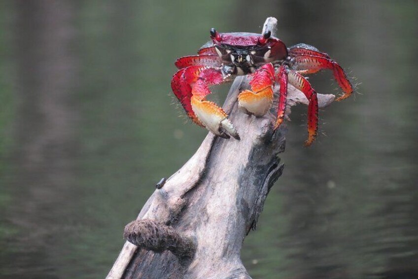 Red Mangrove crab