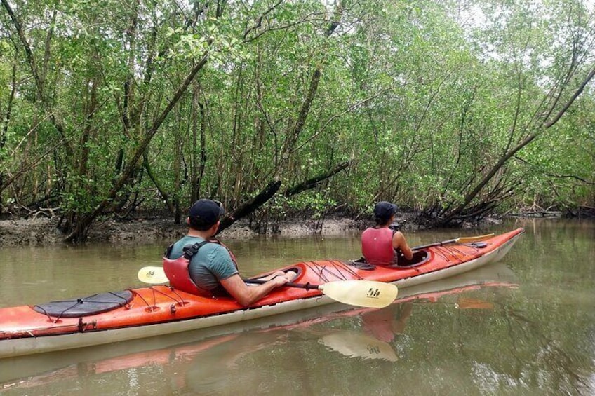 Mangrove kayak tour