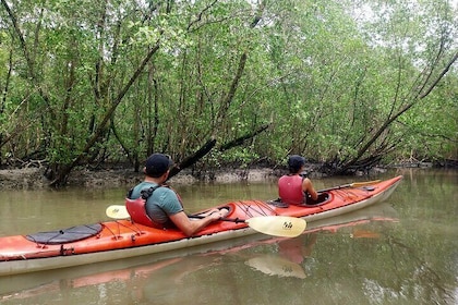 Mangrove, Beaches and Islands by Kayak tour