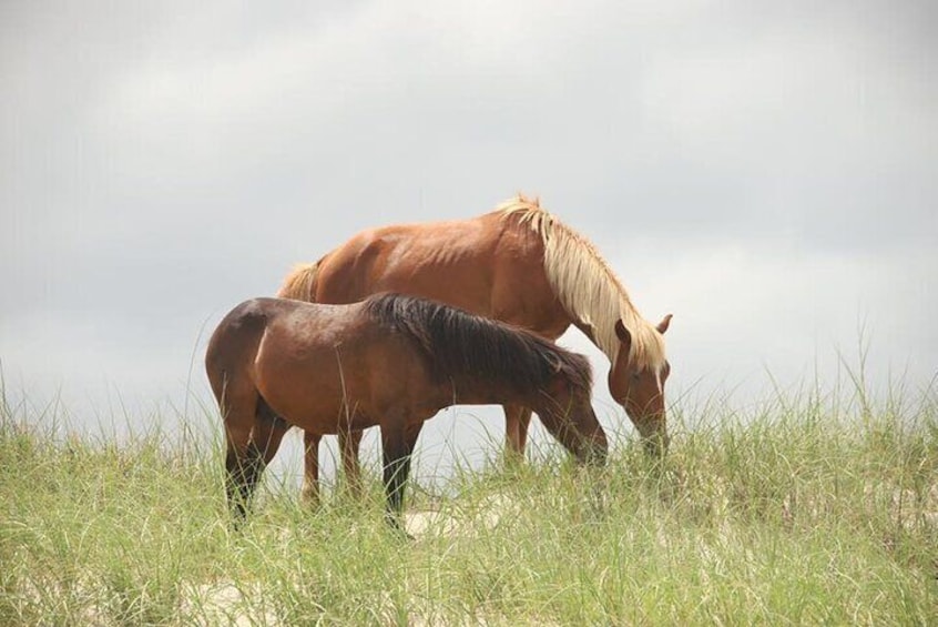 2-hour Outer Banks Wild Horse Tour by 4WD