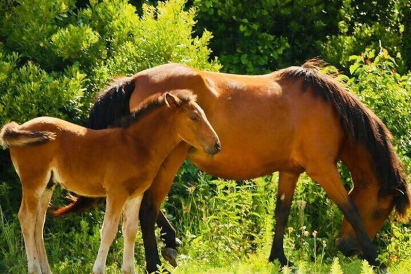 2-hour Outer Banks Wild Horse Tour by 4WD