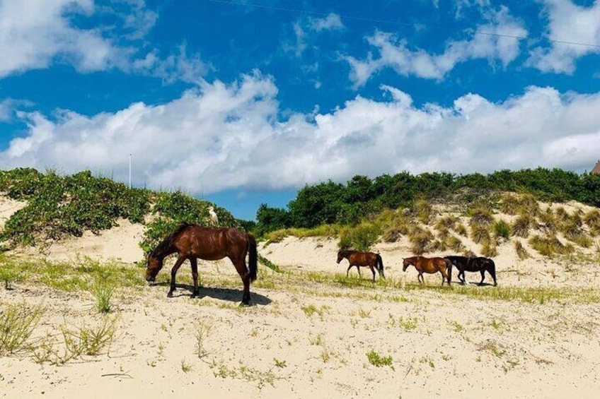 2-hour Outer Banks Wild Horse Tour by 4WD