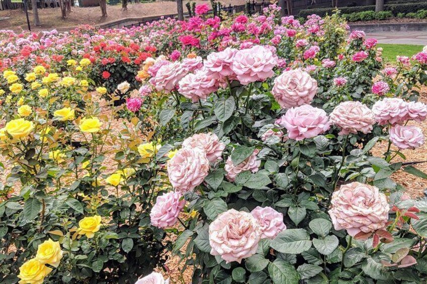 MLK rose garden