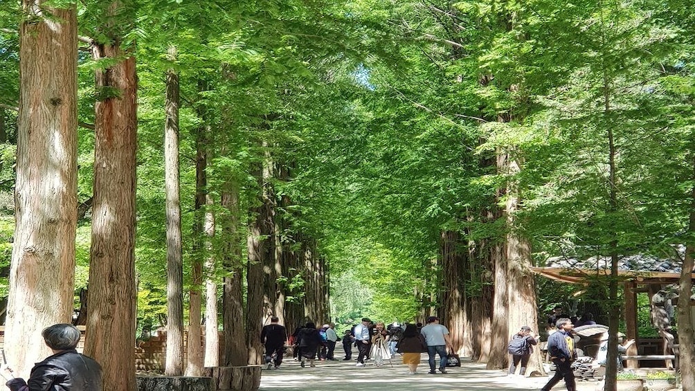 Full Day Nami Island with Petite France (filming location)