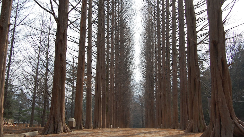 Forest of tall bare trees in Seoul