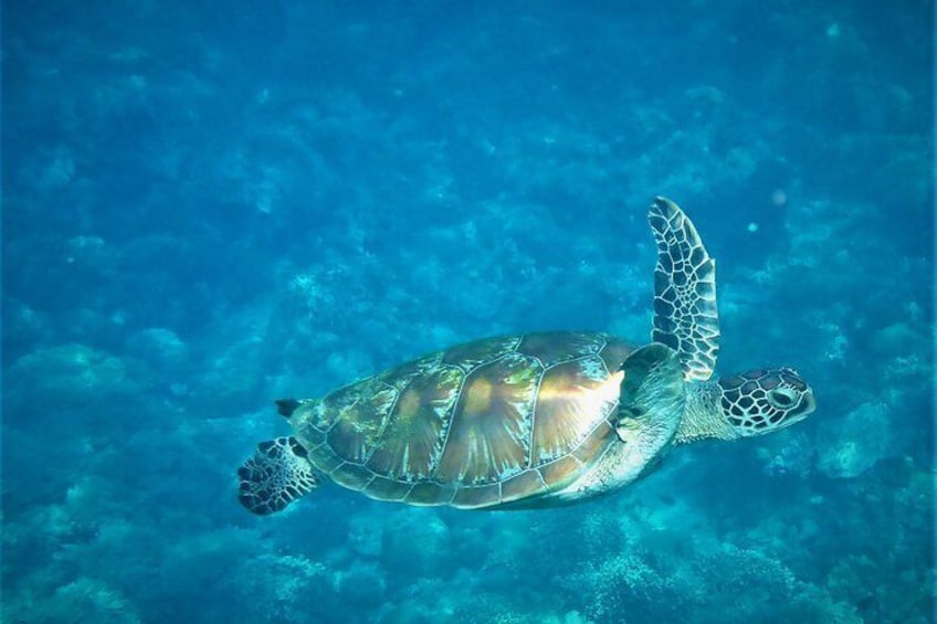Green sea turtle cruising around.