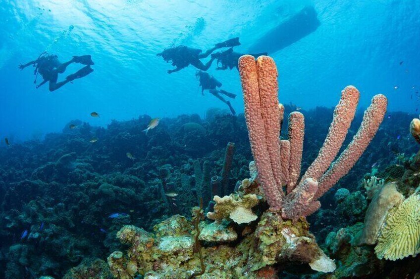 Boat dives on Klein Bonaire 