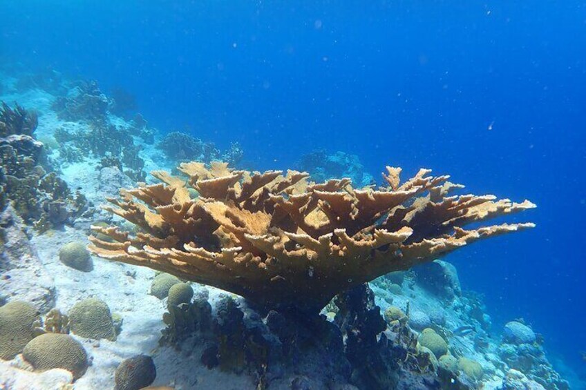 Elkhorn coral