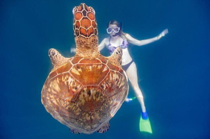The ultimate tour with rays and turtles