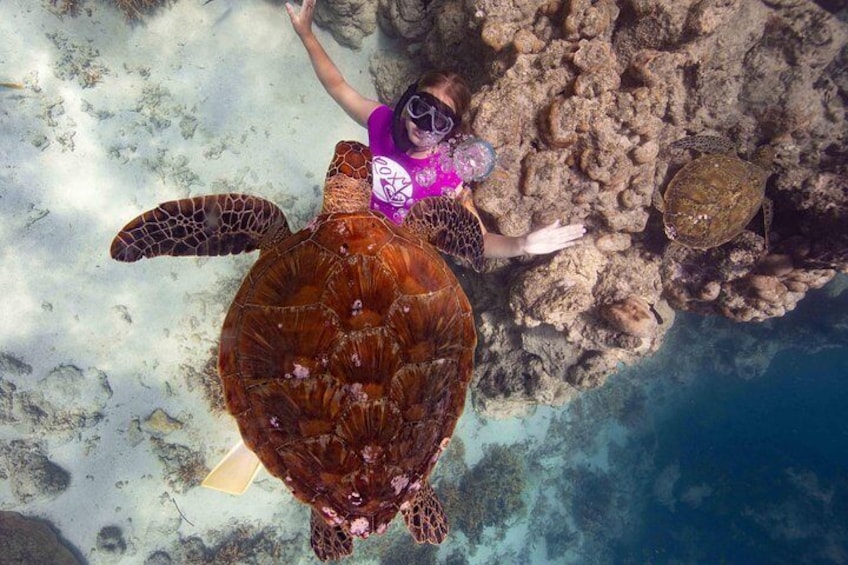 Turtle and Ray Snorkel Tour (Worldclass photography included)