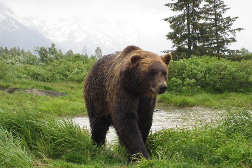 Portage Glacier Cruise and Wildlife Explorer Tour