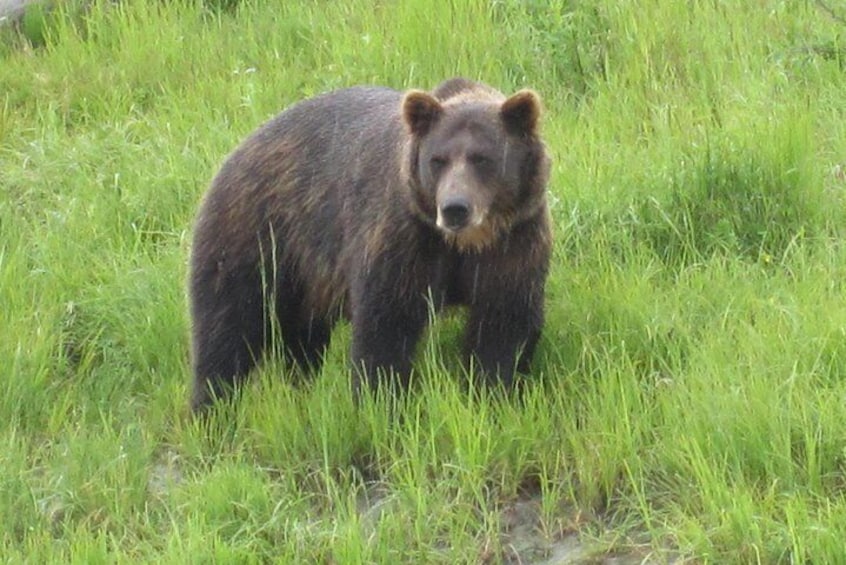 Portage Glacier Cruise and Wildlife Explorer Tour