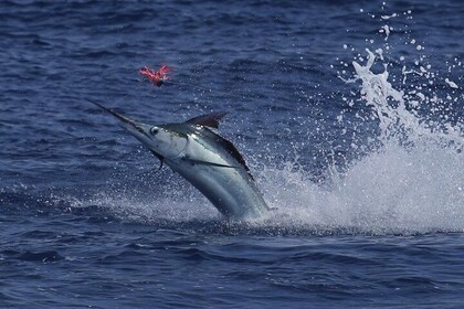 Full Day Sportsman/Enthusiast Charter