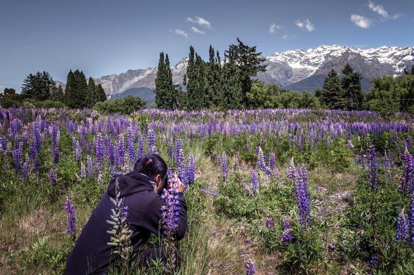 Photographing Lupins in Queenstown