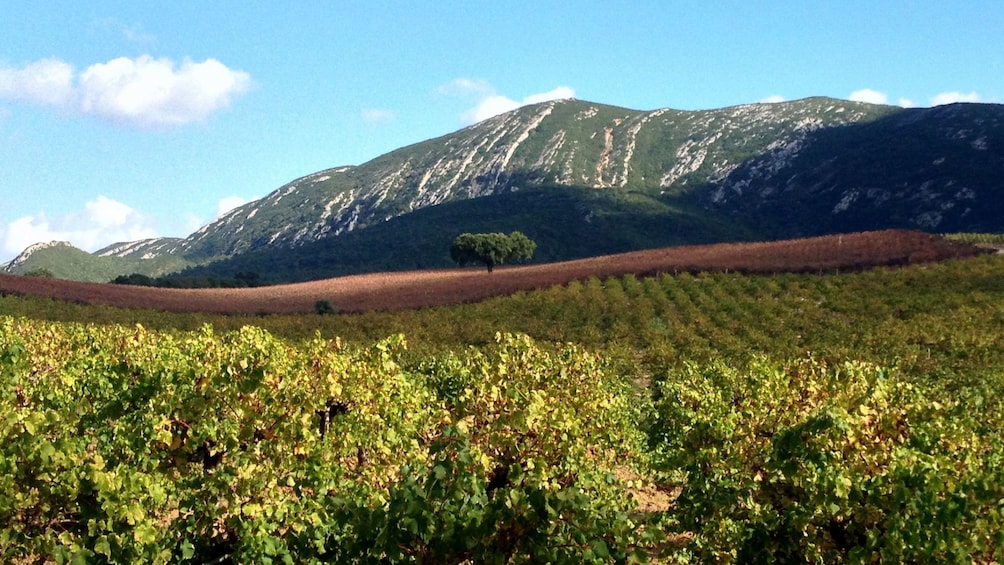 Apri foto 4 di 5. large patch of vineyard in Portugal