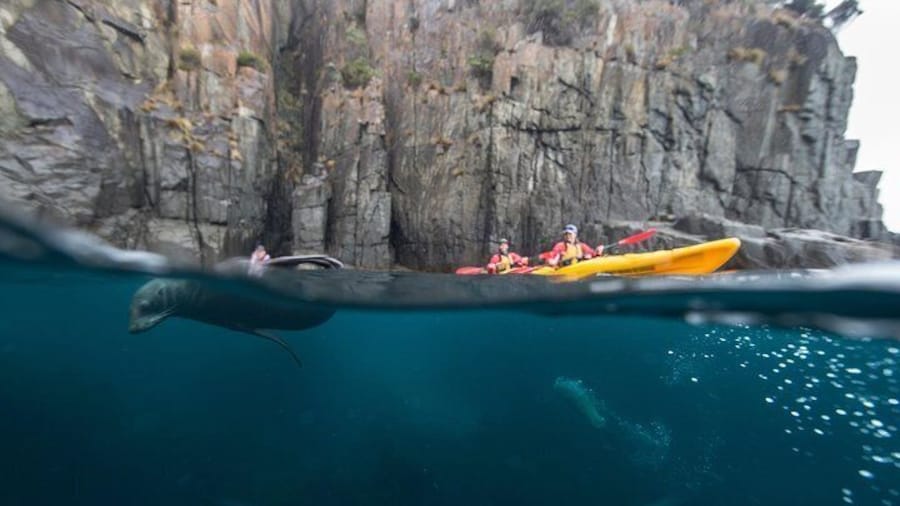 Tasman Peninsula full day kayaking tour