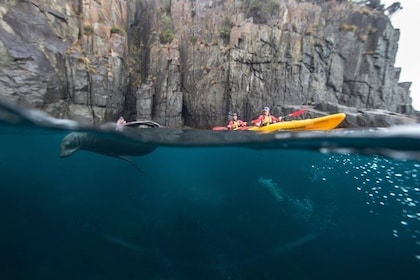 Tasman Peninsula full day kayaking tour