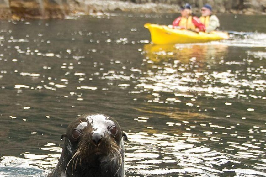 Tasman Peninsula full day kayaking tour