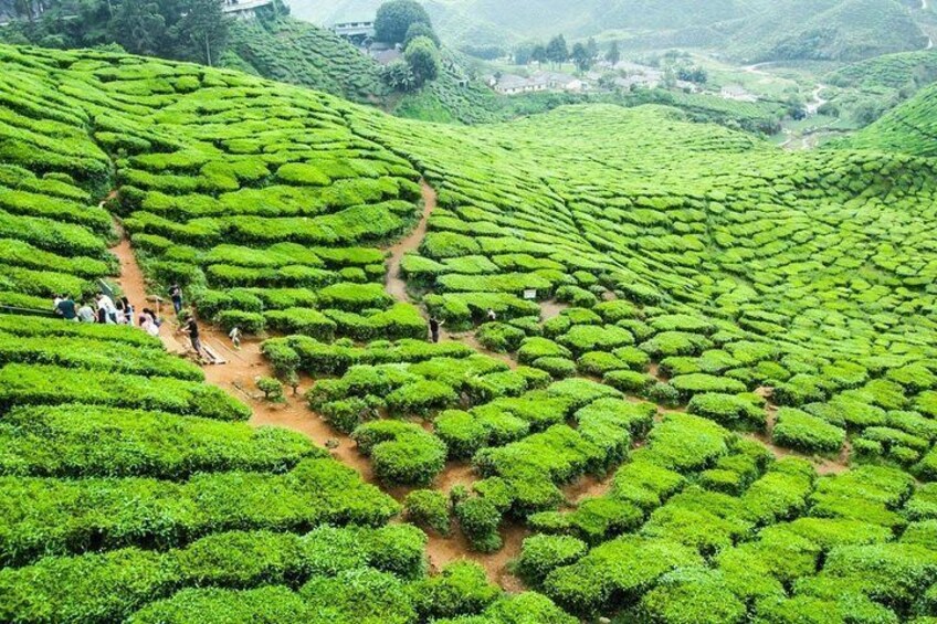 Boh Tea Estate