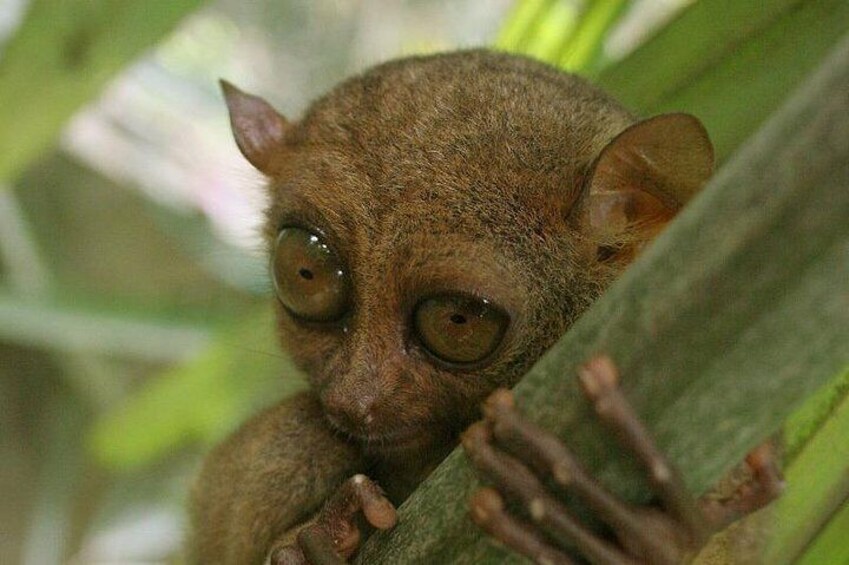 Tarsier, the smallest primate that can only be seen in 4 Southeast Asian Countries including Philippines! 