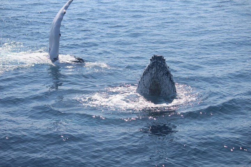 Whale Watching Cruise from Mooloolaba