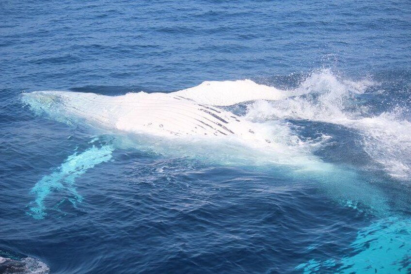 Whale Watching Cruise from Mooloolaba