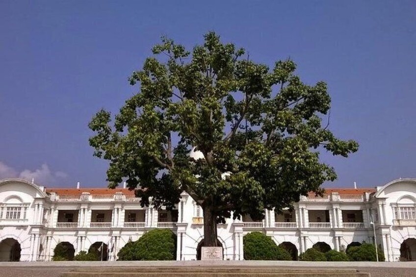 Ipoh Tree