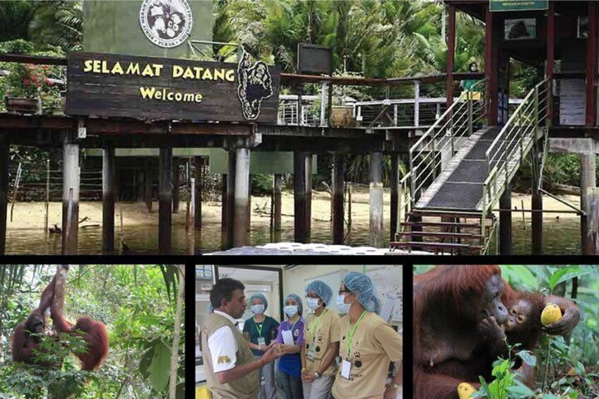 Bukit Merah Orang Utan Island Foundation