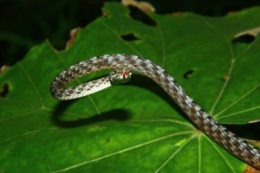 Royal Elegant Vine Snakes 