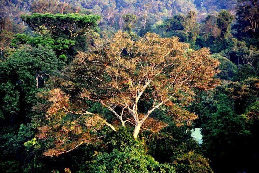 Meranti Trees