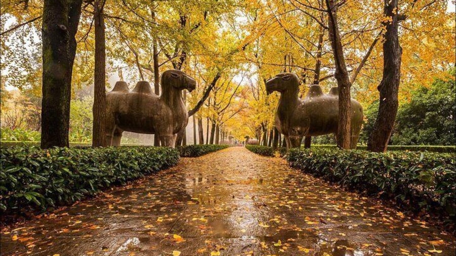 Nanjing Day Tour from Shanghai by Bullet Train