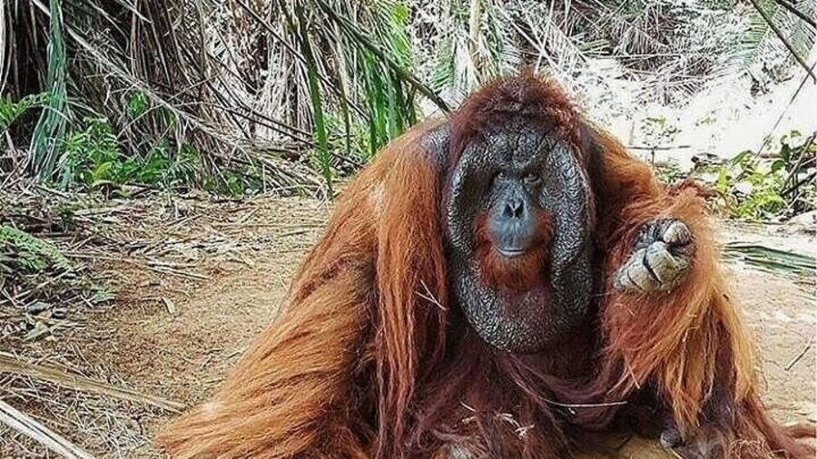 Bukit Merah Orang Utan Island Foundation