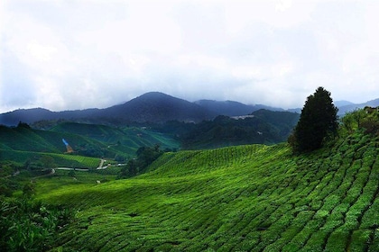 Cameron Highland dagstur fra Kuala Lumpur