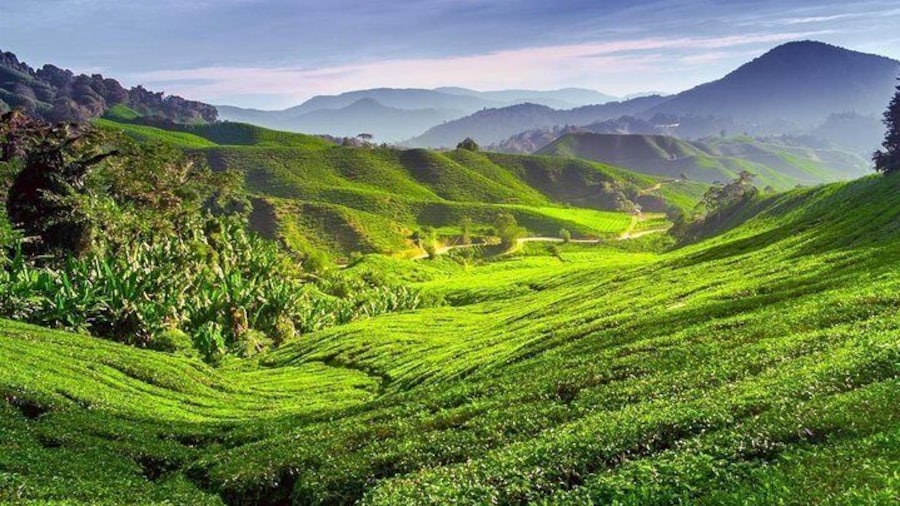 Boh Tea Plantation
