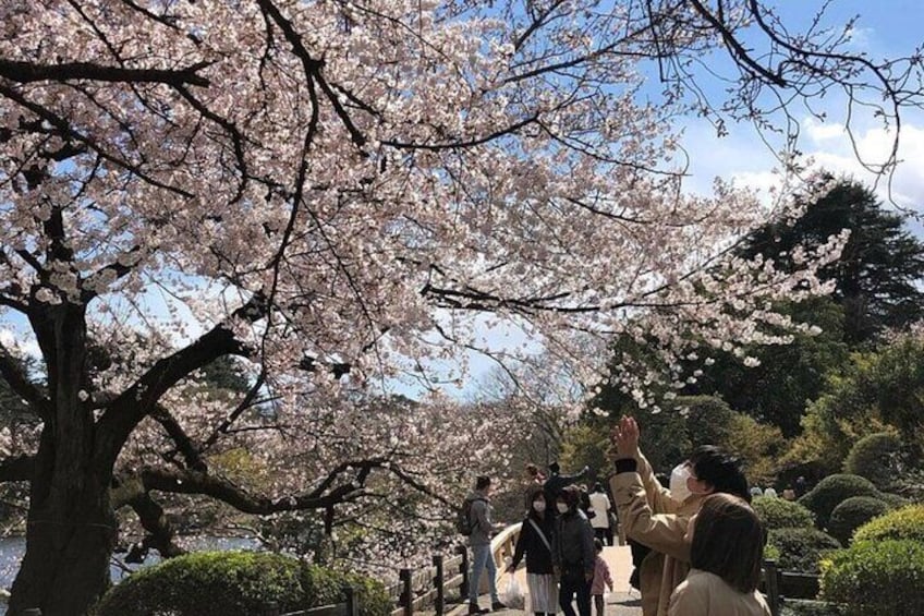 TOKYO cherry blossoms 1 DAY TOUR by Private Car 1 to 7 person