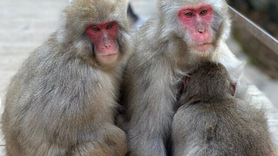 Nagano Full Day Tour Jigokudani Snow Monkey Park Zenkoji Temple