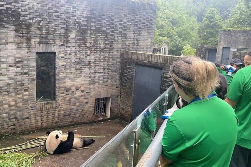 Private Volunteer Program At Dujiangyan Panda Rescue Center