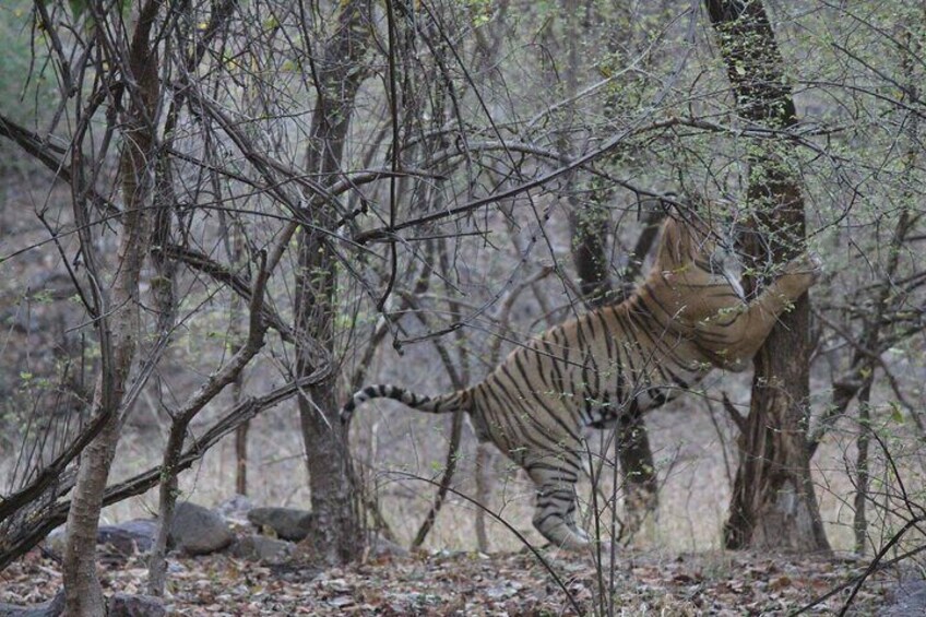 Private Full Day Trip to Ranthambore