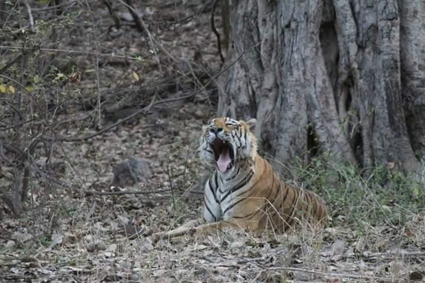 Ranthambore