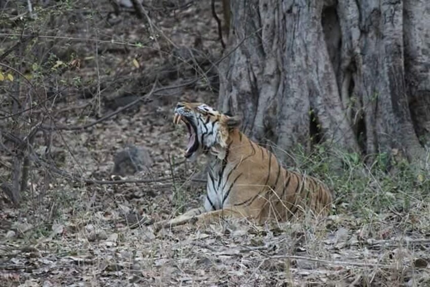 Live Shoot at Ranthambore 