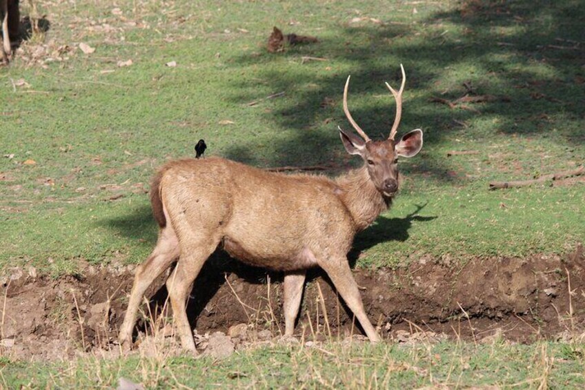 Private Full Day Trip to Ranthambore