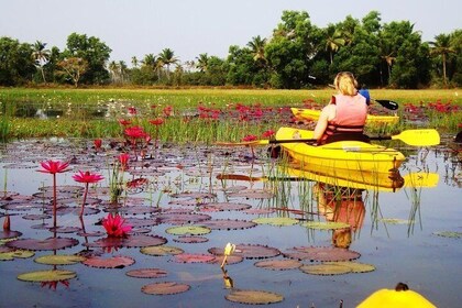 Goa Kayaking Sal Backwaters Mangroves Magic!