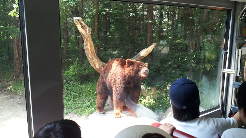 Carregar foto 3 de 5. People on tram look out at brown bear at Zootopia in South Korea