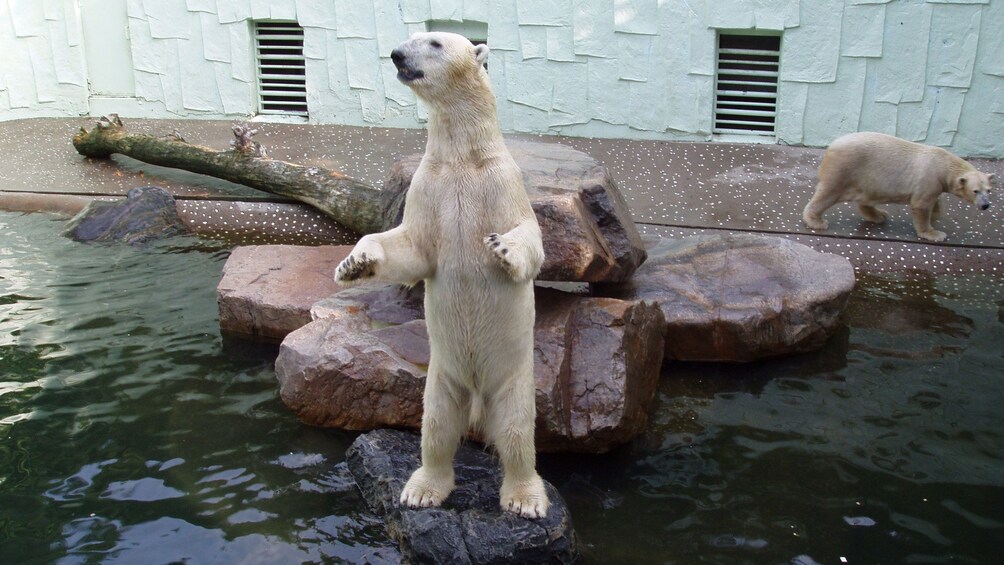 Carregar foto 2 de 5. Polar bears in enclosure at Zootopia in South Korea