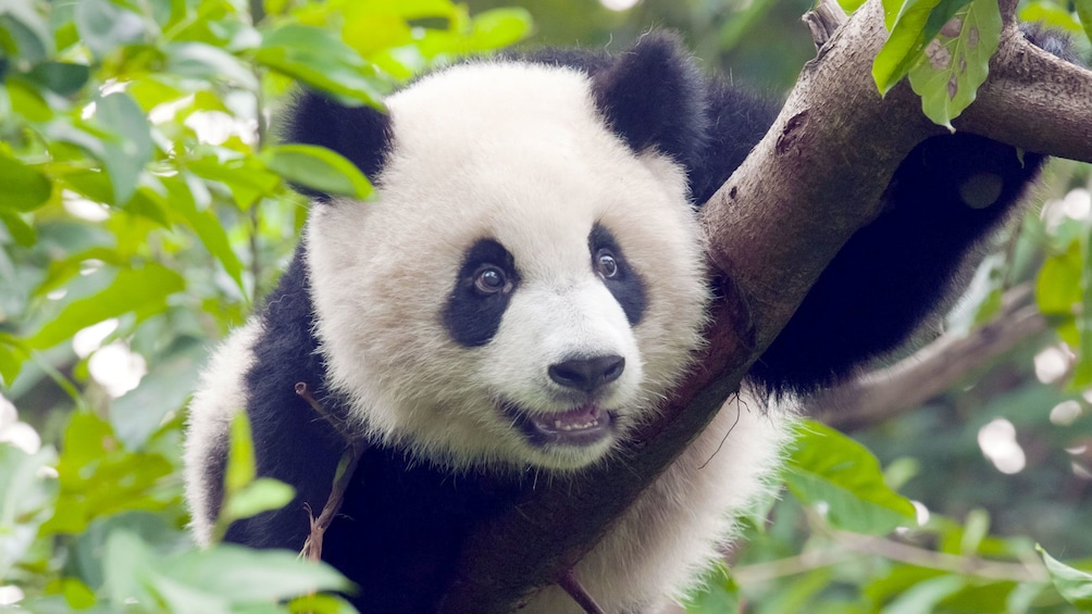 Panda cub spotted at Guangzhou in Hong Kong